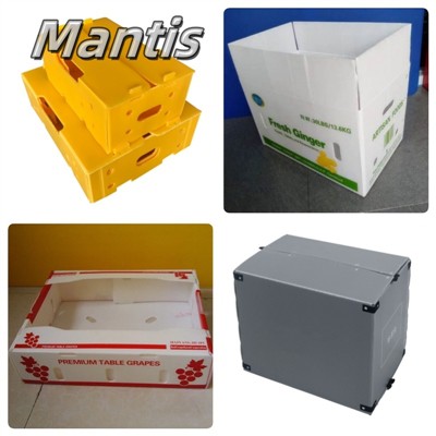 Mantis PP plastik qutilar: ko'p qirrali, bardoshli va ekologik toza qadoqlang...